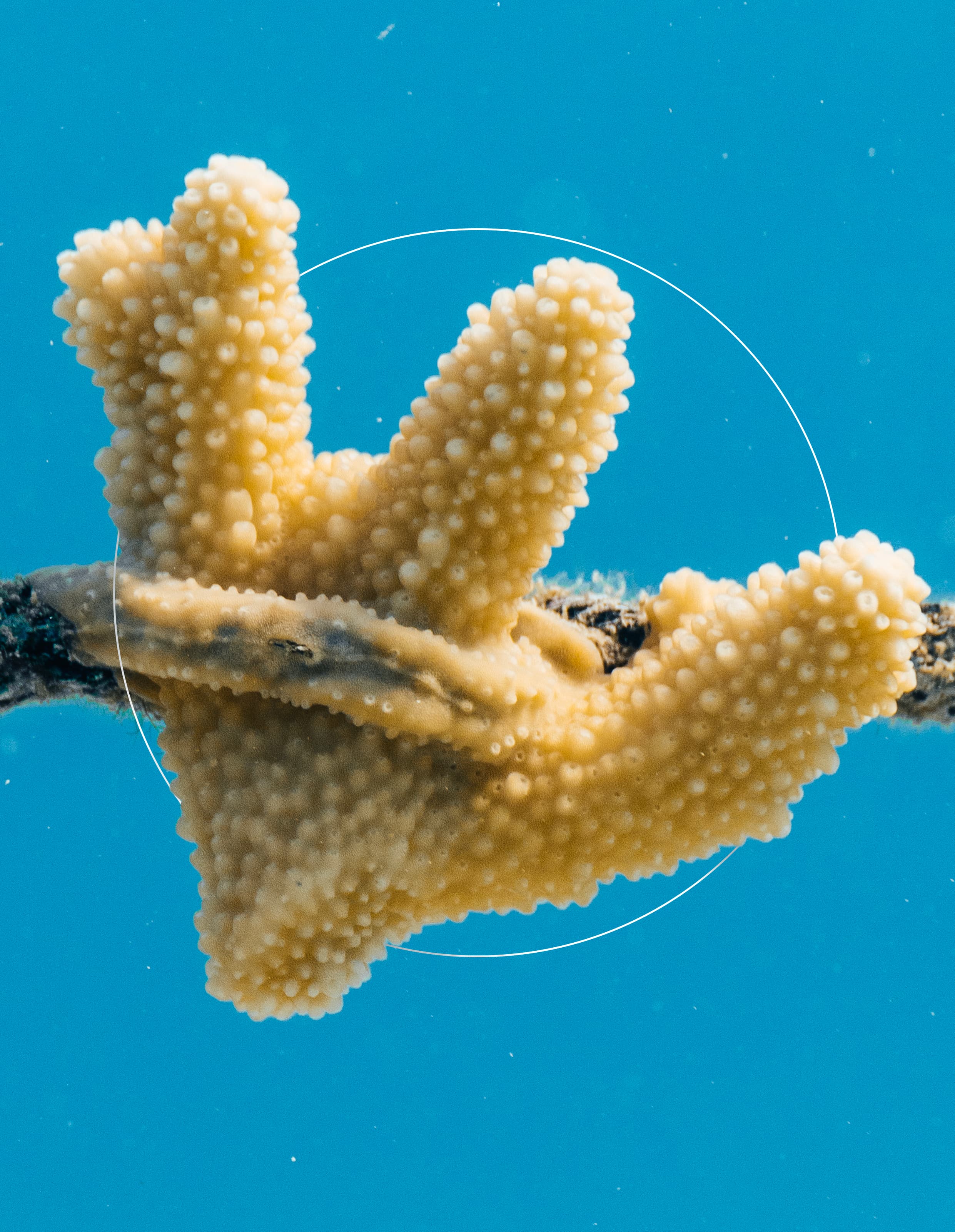 Acropora Globiceps