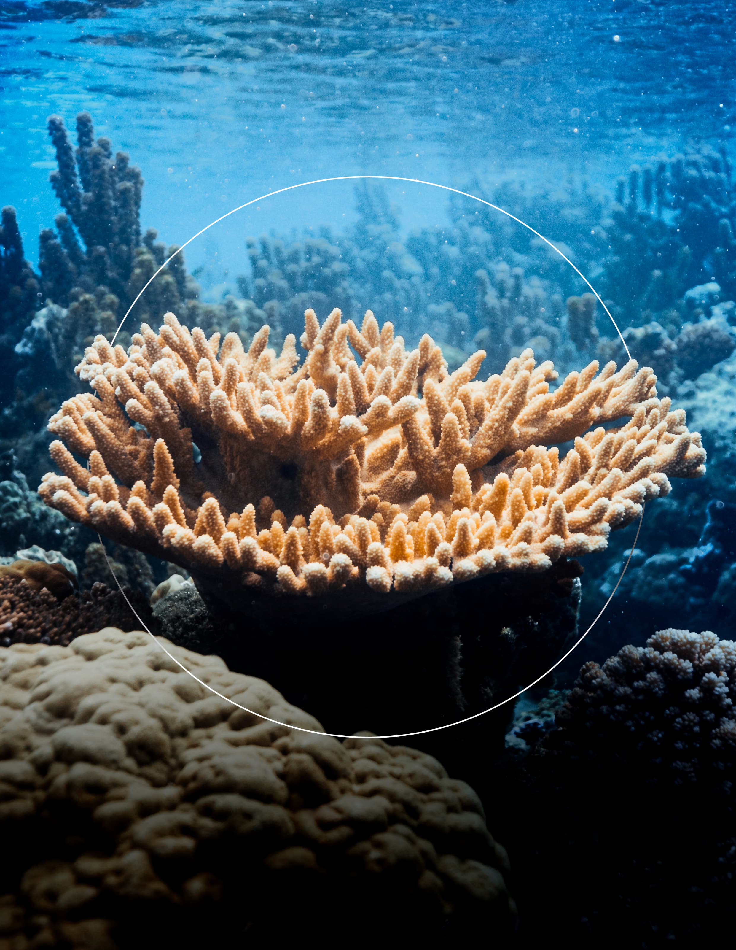 Acropora Globiceps