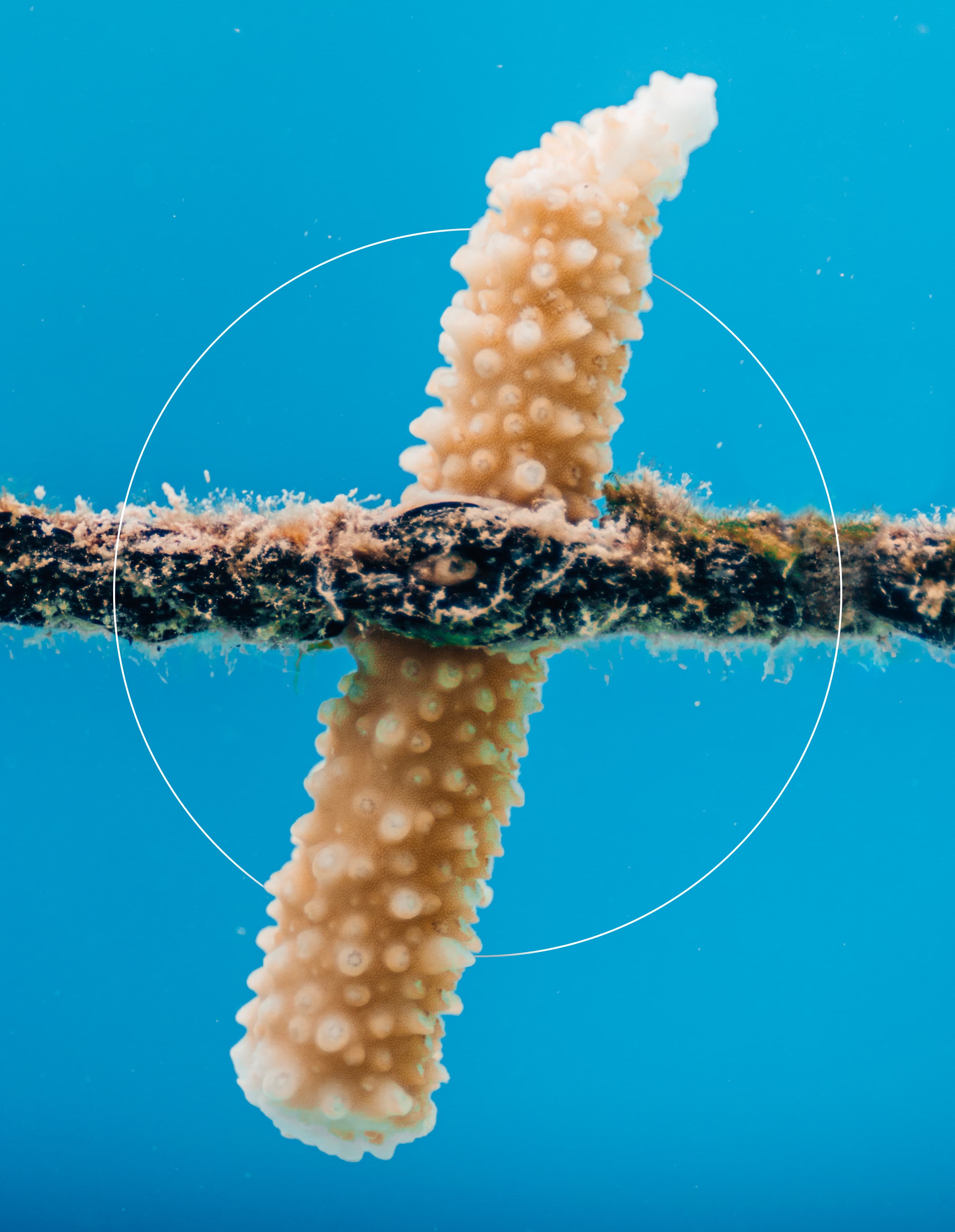 Acropora Muricata