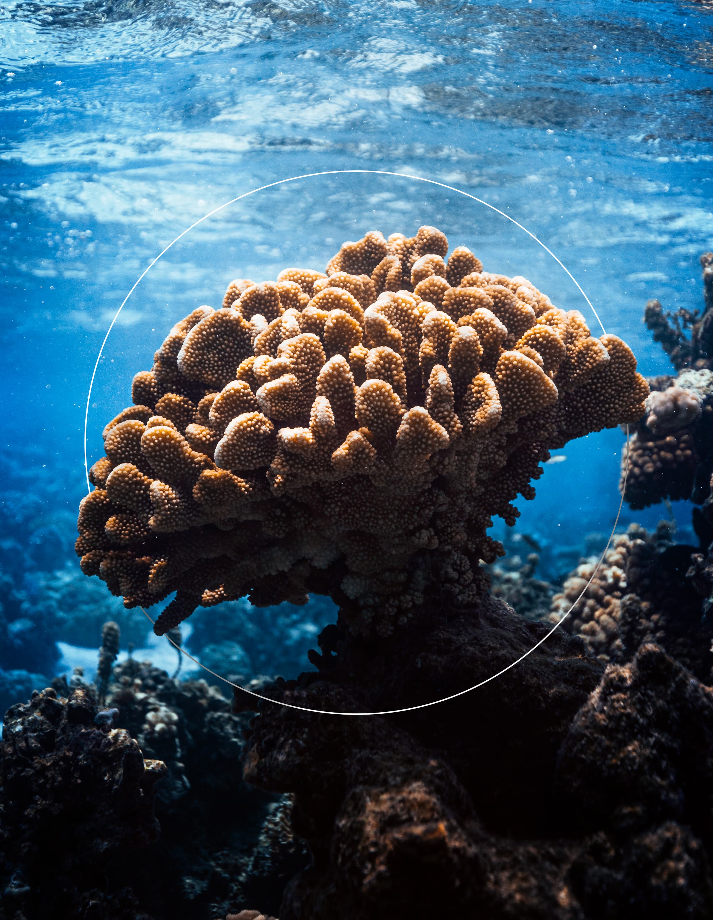 Pocillopora Eydouxi