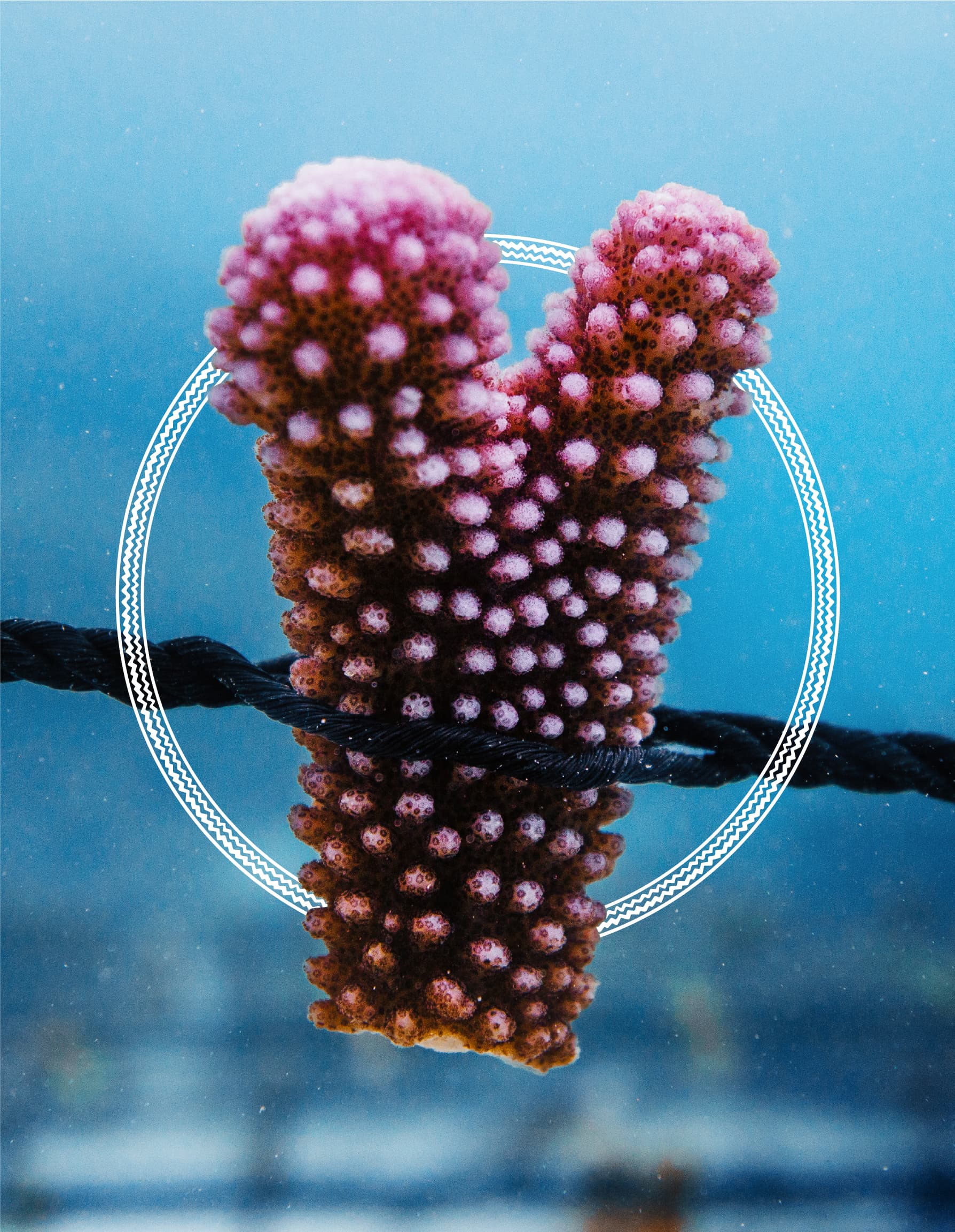 Pocillopora Meandrina