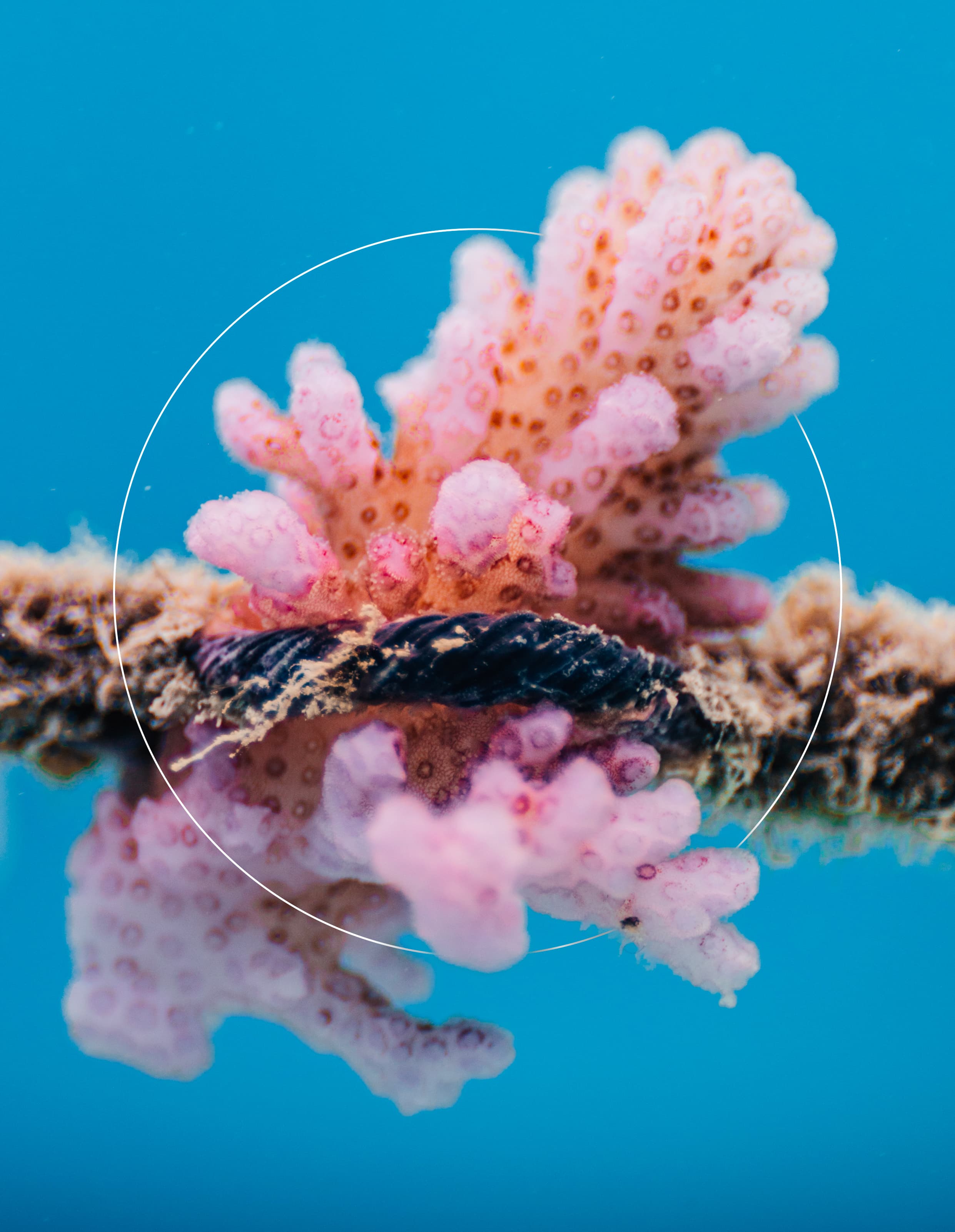 Pocillopora Verrucosa