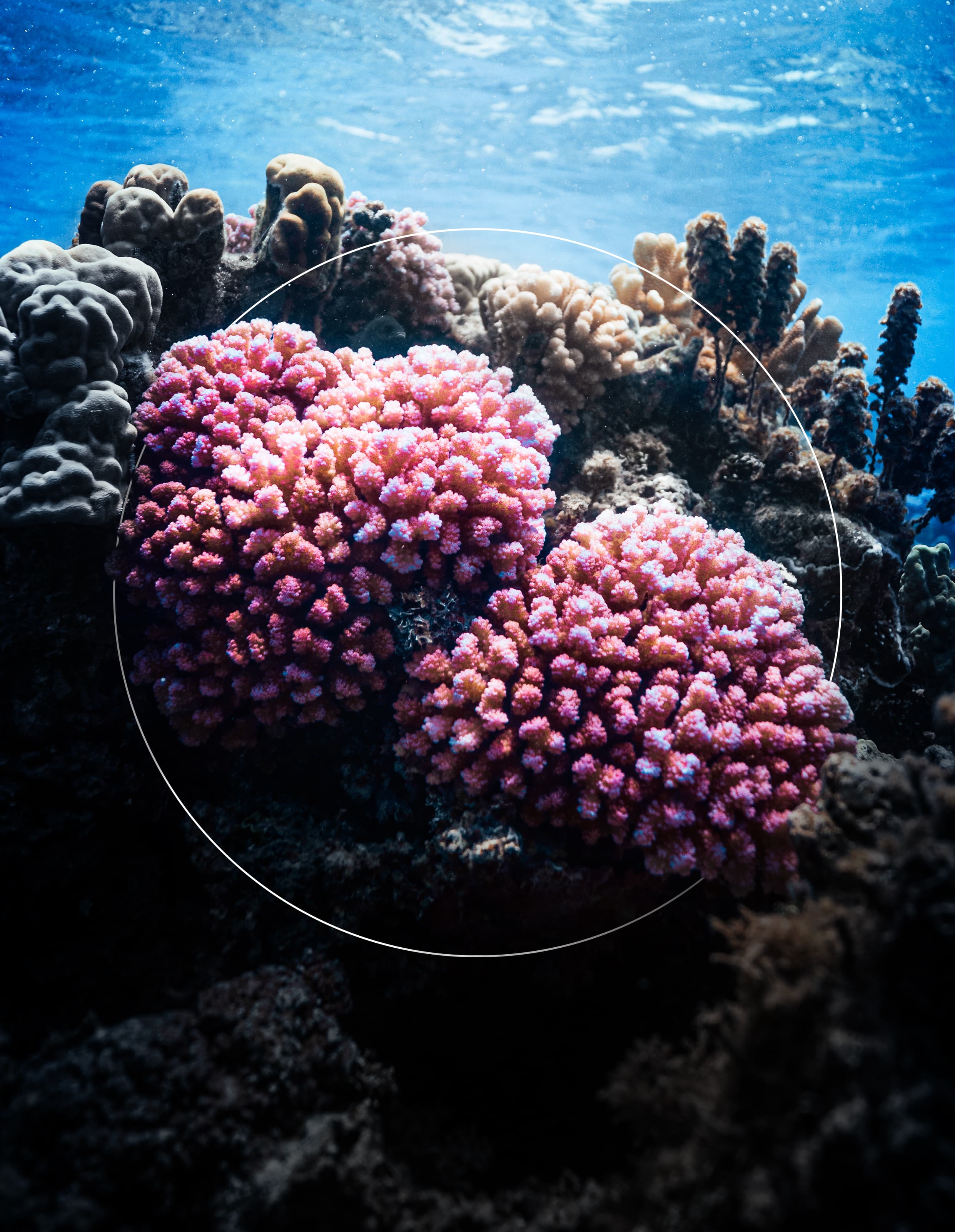 Pocillopora Verrucosa