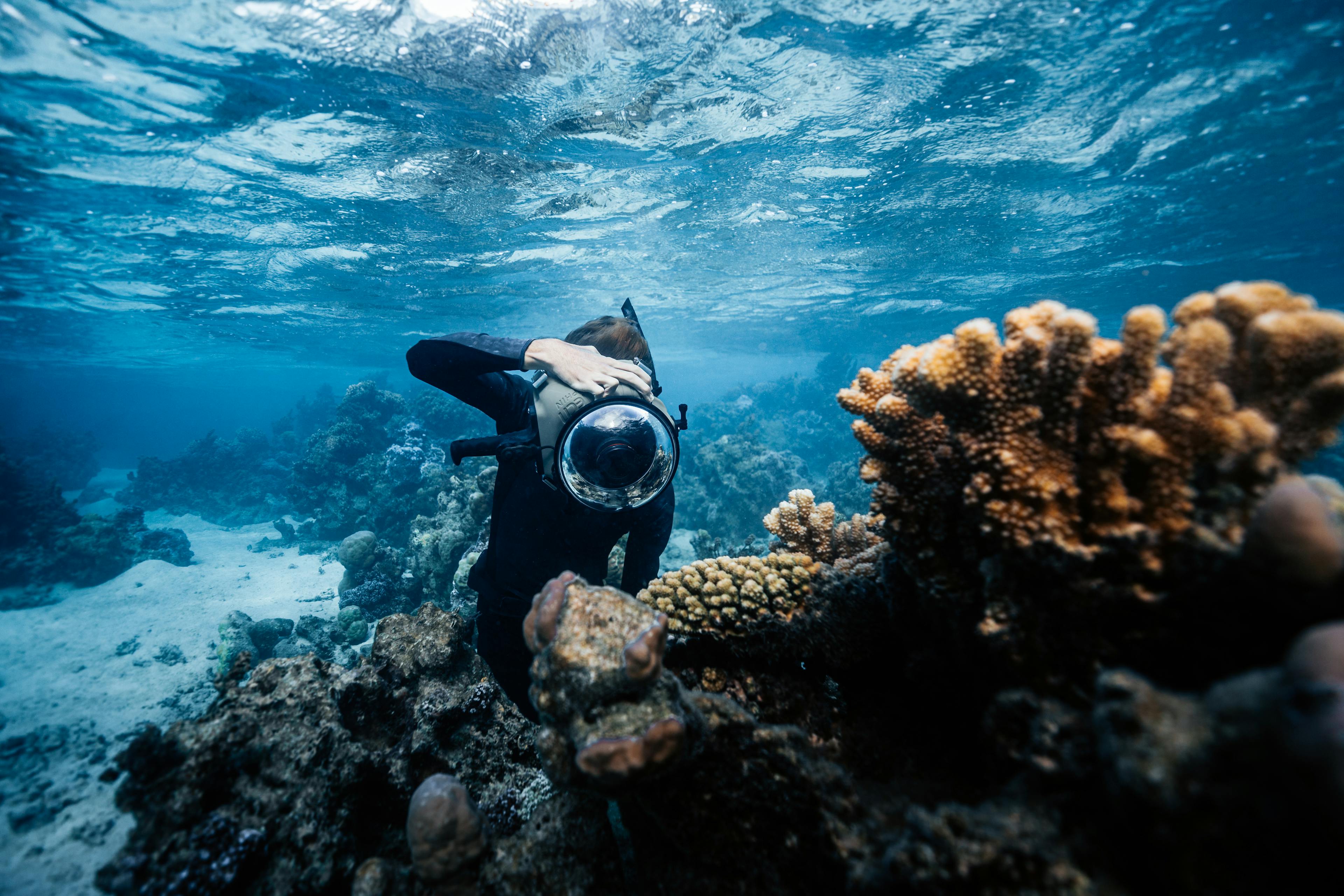 image of a diver taking a picture of a coral